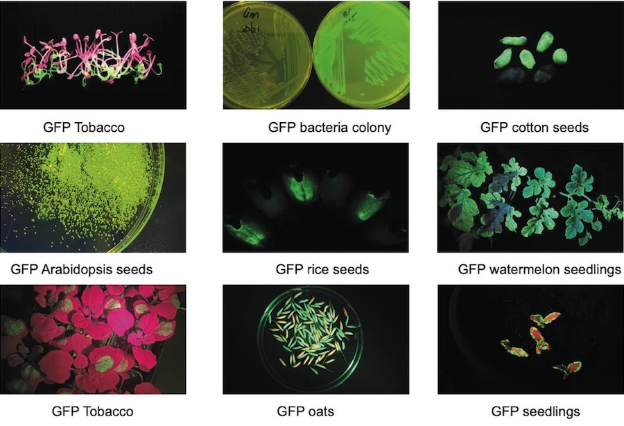 fluorescent protein expression detected with LUYOR-3415RG