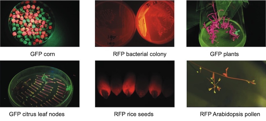 fluorescent protein expression detected with LUYOR-3415RG