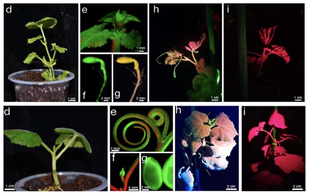 Rapid GFP Detection in Melon, Squash, and Cucumber Transformation