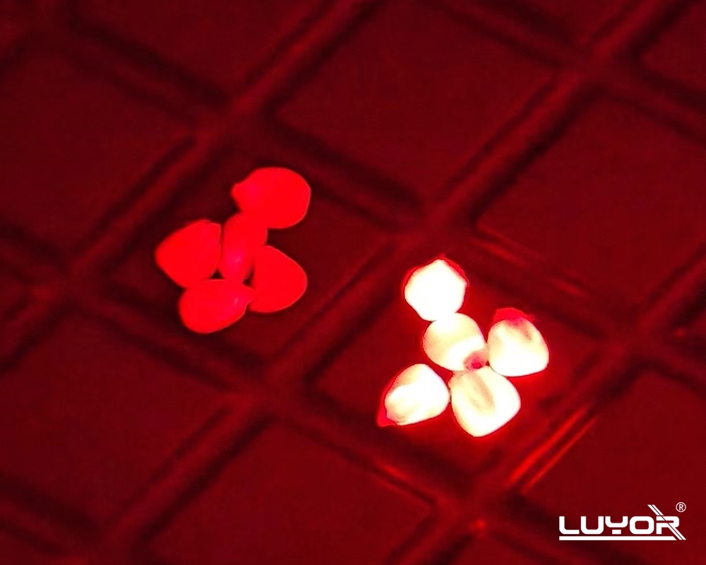 Customer Success: DsRed Expression in Corn Seeds Detected with LUYOR-3415RG